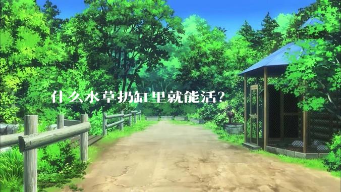 什么水草扔缸里就能活?