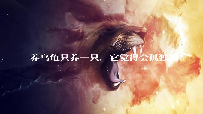养乌龟只养一只,它觉得会孤独吗?
