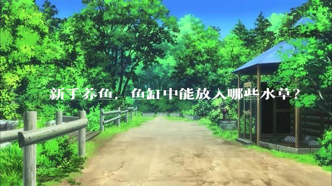 新手养鱼,鱼缸中能放入哪些水草?
