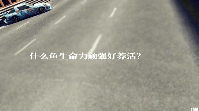 什么鱼生命力顽强好养活?