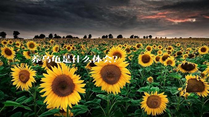 养乌龟是什么体会?