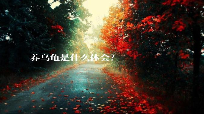 养乌龟是什么体会?