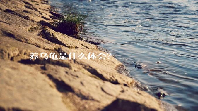 养乌龟是什么体会?