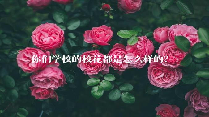 你们学校的校花都是怎么样的?