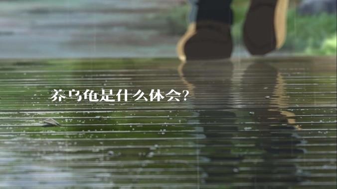 养乌龟是什么体会?