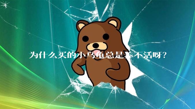 为什么买的小乌龟总是养不活呀?